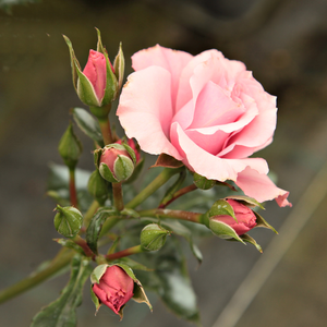 Regéc - pink - bed and borders rose - floribunda